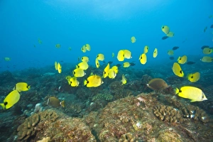 A school of Butterflyfish, Puka Maui Dive, adventure diving with North Shore Explorers A school of Butterflyfish, Puka Maui Dive, adventure diving with North Shore Explorers