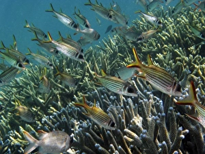 School of Spotfin Squirrelfish ( Neoniphon sammara ) and Staghorn Coral, Agincourt Reef School of Spotfin Squirrelfish ( Neoniphon sammara ) and Staghorn Coral, Agincourt Reef