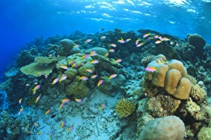 Schooling Anthias fish (Pseudanthias evansi) around shallow pristine hard coral reef Schooling Anthias fish (Pseudanthias evansi) around shallow pristine hard coral reef