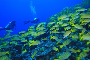 Schooling Bluestripped Snappers (Lutjanus kasmira), North Huvadhoo Atoll Schooling Bluestripped Snappers (Lutjanus kasmira), North Huvadhoo Atoll