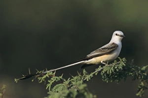 Scissor-tailed Flycatcher, Tyrannus forficatus, male, Starr County, Rio Grande Valley Scissor-tailed Flycatcher, Tyrannus forficatus, male, Starr County, Rio Grande Valley