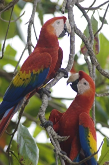 Scarlet Macaws (Ara macao), S. America