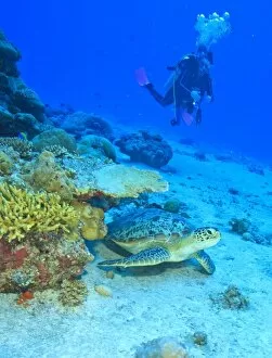 Images Dated 30th March 2010: Scuba divers, Green Sea Turtle (Chelonia mydas), North Huvadhoo Atoll, Southern Maldives