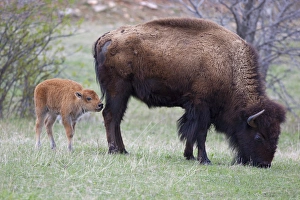 SD, Custer State Park, Bison mother and calf, Bison bison SD, Custer State Park, Bison mother and calf, Bison bison
