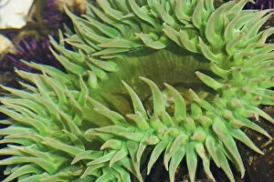 Images Dated 16th July 2007: Sea Anemone
