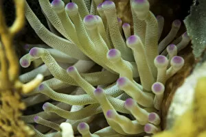 Images Dated 6th August 2014: A sea anemone with purple tips on its arms in an underwater macro photo near Staniel Cay