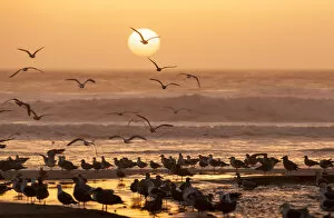 Images Dated 13th January 2010: Sea birds on beach. Sun setting in mist. Santa Cruz coast, California, US
