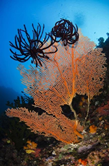 Sea Fan (Gorgonia) & Feather Star (Crinoidea), Rainbow Reef Fiji. South Pacific Sea Fan (Gorgonia) & Feather Star (Crinoidea), Rainbow Reef Fiji. South Pacific