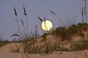 Sea Oats (Uniola paniculata) growing on sand dunes, Gulf of Mexico, South Padre Island Sea Oats (Uniola paniculata) growing on sand dunes, Gulf of Mexico, South Padre Island