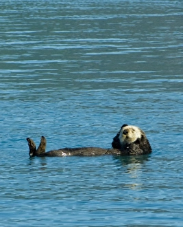 Sea otter floating along in the cold waters of Aialik Bay Kenai Fjords National Park Alaska Sea otter floating along in the cold waters of Aialik Bay Kenai Fjords National Park Alaska