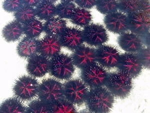 Sea urchins on sandy ocean floor. Sarodrano, Madagascar Sea urchins on sandy ocean floor. Sarodrano, Madagascar