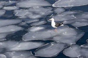 Seagull on Pancake Ice alon g Shiretoko Peninsula winter norther Hokkaido Island, Japan Seagull on Pancake Ice alon g Shiretoko Peninsula winter norther Hokkaido Island, Japan
