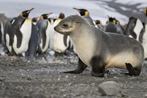 South Georgia Island Gallery: Seal pup with king penguins on beach of St. Andrews Bay, South Georgia Islands
