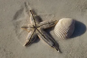 Seashell and starfish, Honeymoon Island State Park, Dunedin, Florida, USA Seashell and starfish, Honeymoon Island State Park, Dunedin, Florida, USA