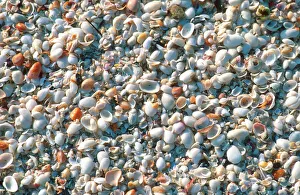 Seashells on Sanibel Island, Florida. shells, seashells, sanibel island, florida, u Seashells on Sanibel Island, Florida. shells, seashells, sanibel island, florida, u
