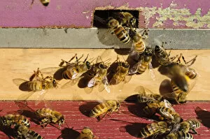 Images Dated 30th September 2012: Seattle. Honeybees at entrance to beehive