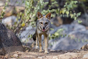 The sechuran fox is found in equatorial dry forest of Chaparri Ecological Reserve The sechuran fox is found in equatorial dry forest of Chaparri Ecological Reserve