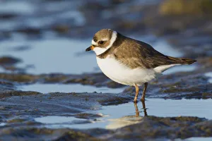 <b class=qtipBold><figcaption>Semipalmated Plover</figcaption></b><br><em>© Ken Archer / DanitaDelimont.com</em> Semipalmated Plover