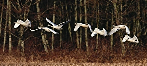 Seven Trumpeter Swans (Cygnus buccinator) flying in afternoon light with deciduous Seven Trumpeter Swans (Cygnus buccinator) flying in afternoon light with deciduous