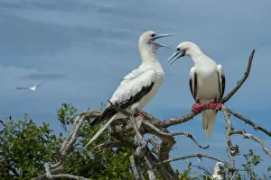 Atoll Gallery: Seychelles, Indian Ocean, Aldabra, Cosmoledo Atoll. Important bird nesting colony