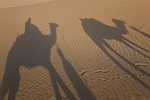 Shadows of a camel train, Thar Desert, Rajasthan, India Shadows of a camel train, Thar Desert, Rajasthan, India