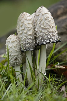 Shaggy Mane or Lawyers Wig mushrooms, Pictured Rocks National Lakeshore, Upper Peninsula Shaggy Mane or Lawyers Wig mushrooms, Pictured Rocks National Lakeshore, Upper Peninsula