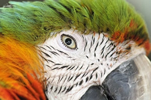 Shamrock Macaw, first generation hybrid macaw species. Face extreme closeup Shamrock Macaw, first generation hybrid macaw species. Face extreme closeup