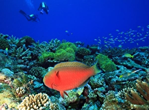 Sheephead Parrotfish (Scarus strongylocephaalus), North Huvadhoo Atoll, Southern Maldives Sheephead Parrotfish (Scarus strongylocephaalus), North Huvadhoo Atoll, Southern Maldives