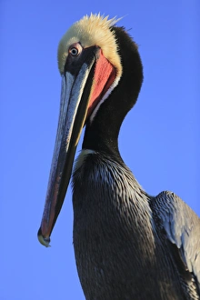 Shelter Island, San Diego, California. Pelican with large eyes bows its head Shelter Island, San Diego, California. Pelican with large eyes bows its head