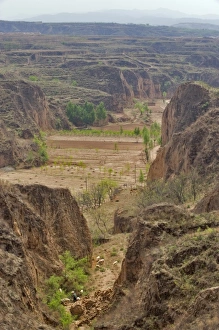 Shepard leading up his herd up the Yellow Valley cliff, Taigu county, Shanxi provence Shepard leading up his herd up the Yellow Valley cliff, Taigu county, Shanxi provence