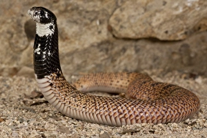 Shield-Nosed Cobra Shield-Nosed Cobra