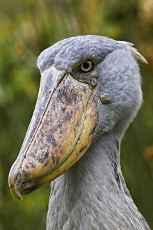 Shoebill (Balaeniceps rex) portrait. Uganda, Entebbe, Uganda Wildlife Education Centre Shoebill (Balaeniceps rex) portrait. Uganda, Entebbe, Uganda Wildlife Education Centre