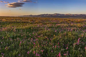 Shooting star wildflowers and the Rocky Mountain Front Range near East Glacier, Montana Shooting star wildflowers and the Rocky Mountain Front Range near East Glacier, Montana