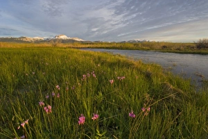 Shooting Stars along the South Fork of Willow Creek with Ear and Choteau Mountains Shooting Stars along the South Fork of Willow Creek with Ear and Choteau Mountains