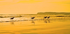 Shorebirds race the evening tide on a California beach Shorebirds race the evening tide on a California beach