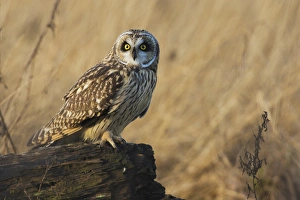 <b class=qtipBold><figcaption>Short-eared Owl</figcaption></b><br>Short-eared owl<br><em>© Ken Archer / DanitaDelimont.com</em> Short-eared Owl