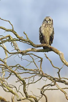 <b class=qtipBold><figcaption>Short-eared Owl</figcaption></b><br><em>© Ken Archer / DanitaDelimont.com</em> Short-eared Owl