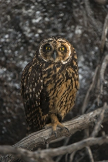 Short-eared Owl (Asio flammeus galapagoensis) Tower Island Genovesa Island Short-eared Owl (Asio flammeus galapagoensis) Tower Island Genovesa Island