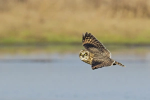 <b class=qtipBold><figcaption>Short-eared Owl in Flight</figcaption></b><br>Short-eared Owl flying<br><em>© Ken Archer / DanitaDelimont.com</em> Short-eared Owl in Flight