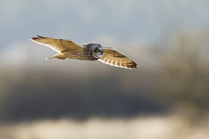 <b class=qtipBold><figcaption>Short-eared Owl Hunting</figcaption></b><br>Short-eared owl hunting<br><em>© Ken Archer / DanitaDelimont.com</em> Short-eared Owl Hunting