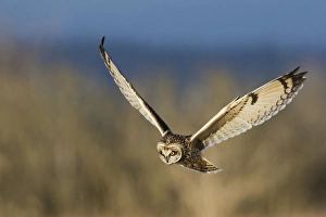 <b class=qtipBold><figcaption>Short-eared Owl Hunting</figcaption></b><br>Short-eared owl hunting<br><em>© Ken Archer / DanitaDelimont.com</em> Short-eared Owl Hunting