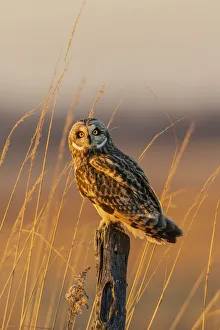 Short-eared owl perched on fence post, Prairie Ridge State Natural Area, Marion County, Illinois Short-eared owl perched on fence post, Prairie Ridge State Natural Area, Marion County, Illinois