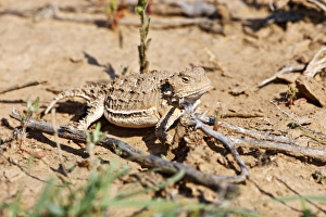 Short-horned Lizard (Phrynosoma douglasi) in Wyoming high desert sagebrush country east Short-horned Lizard (Phrynosoma douglasi) in Wyoming high desert sagebrush country east