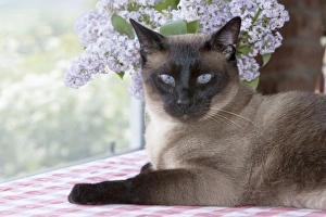 Siamese cat on checkered table cloth with lilacs Siamese cat on checkered table cloth with lilacs