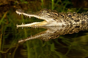 Siamese Crocodile, Crocodylus siamensis, Native to Indonesia Siamese Crocodile, Crocodylus siamensis, Native to Indonesia