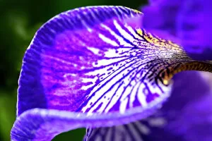 Floral & Botanical Collection: Siberian Iris, USA