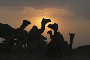 Silhouette of camels in the desert at sunrise, Pushkar Camel Fair, Pushkar, Rajasthan Silhouette of camels in the desert at sunrise, Pushkar Camel Fair, Pushkar, Rajasthan