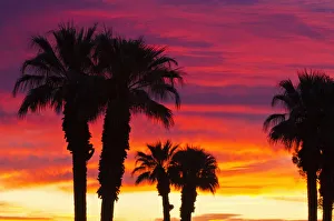 Silhouetted palms against clouds at sunrise, Anza-Borrego Desert State Park, California Silhouetted palms against clouds at sunrise, Anza-Borrego Desert State Park, California