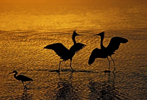 Silhouettes of reddish egrets conduct mating dance in gold-colored water. Credit as Silhouettes of reddish egrets conduct mating dance in gold-colored water. Credit as