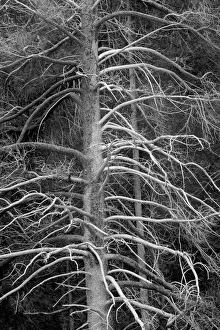 Silicified (calcified) tree, Upper Geyser Basin, Yellowstone National Park, Wyoming Silicified (calcified) tree, Upper Geyser Basin, Yellowstone National Park, Wyoming